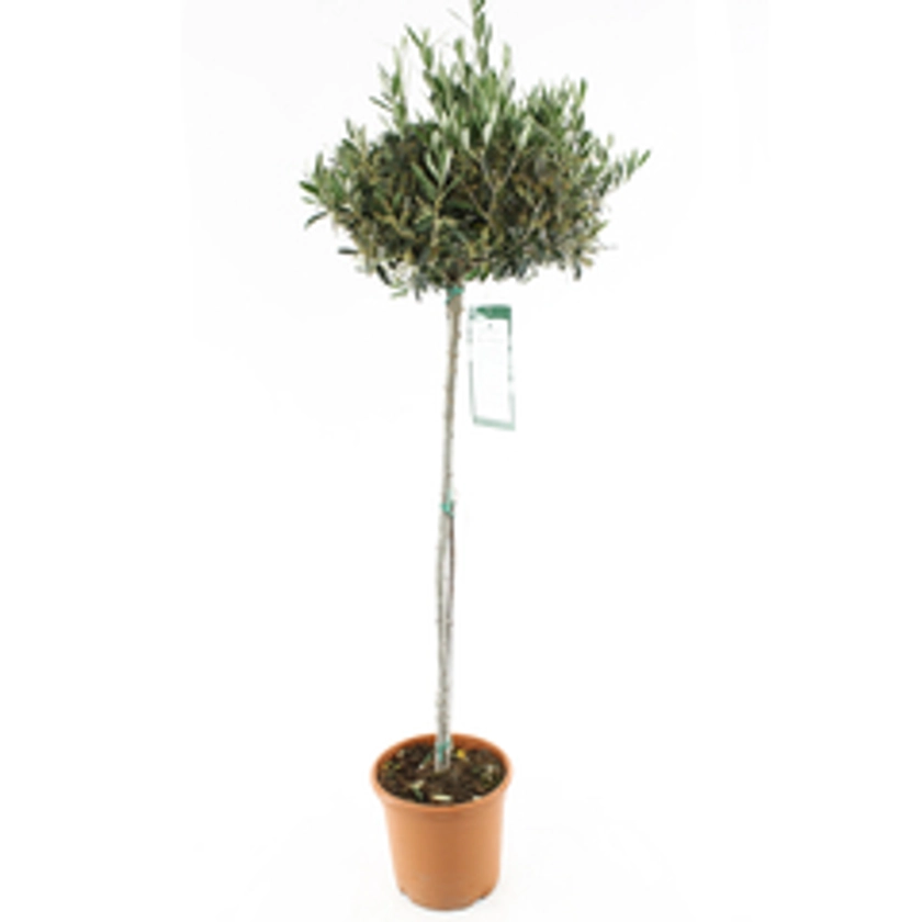 Olivier, Olea europaea, sur tige H120/140cm : pot D24cm