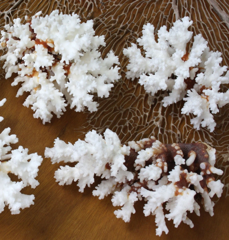 Premium Decor Brown Stem Coral - Pocillopora damicornis