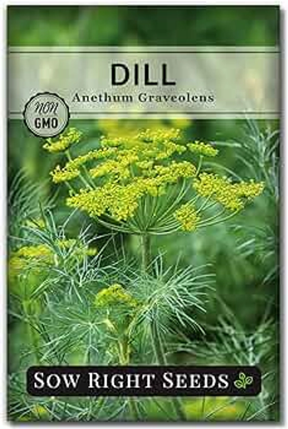 Sow Right Seeds - Dill Seed for Planting - Non-GMO Heirloom Packet with Instructions to Plant and Grow Herb Garden - Indoors or Outdoors - Homemade Dill Pickles - Wonderful Companion Plant (1)