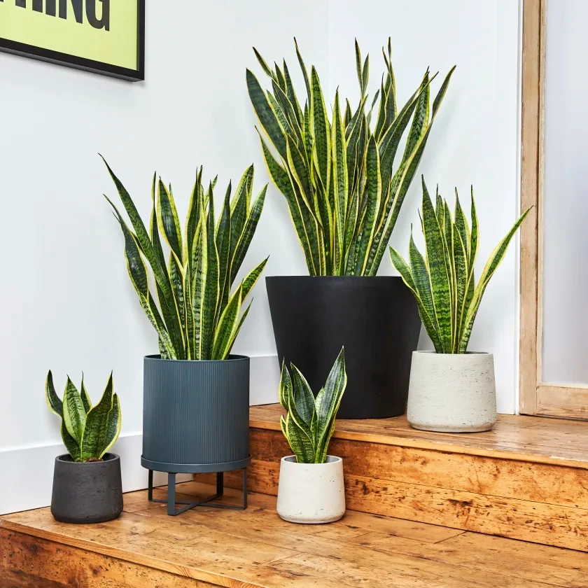 Snake Plant | Sansevieria Kirkii | Vipers Bowstring Hemp | Indoor Plant Delivered | Patch