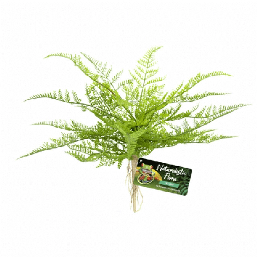 Reptile Plant Lace Fern - Zoo Med