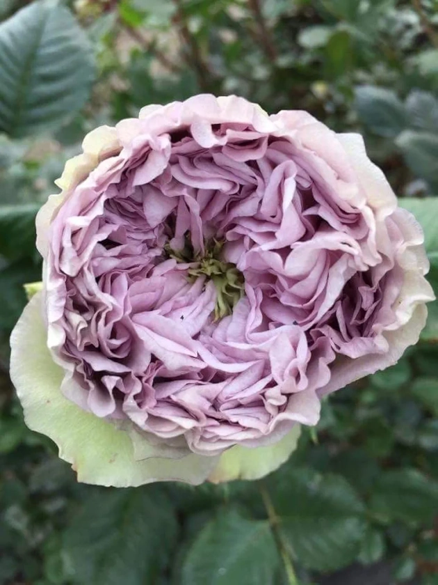 SVG® Chinese Rose Imported Flower All Color Seeds, 40-50 seed (White & purple) : Amazon.in: Garden & Outdoors