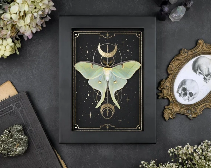 Actias luna A2 encadré véritable papillon de nuit or tarot imprimé papillon séché présentoir mural curiosités bizarreries gothique décor à la maison