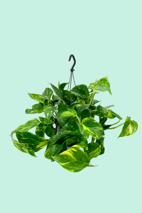 Epipremnum aureum (Pothos)