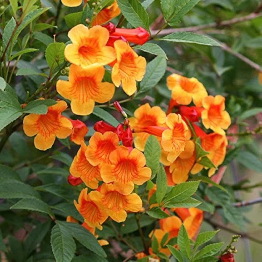 SRI SAI FORESTRY Tecoma Stans Flower Seeds (Orange Jubilee, Bush Flower Tree Seeds) Pack of 100 : Amazon.in: Garden & Outdoors