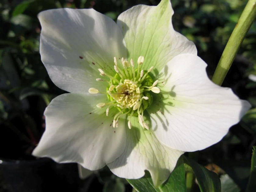 Helleborus × hybridus &s;Pretty Ellen White&s; | hellebore &s;Pretty Ellen White&s; Herbaceous Perennial/RHS Gardening