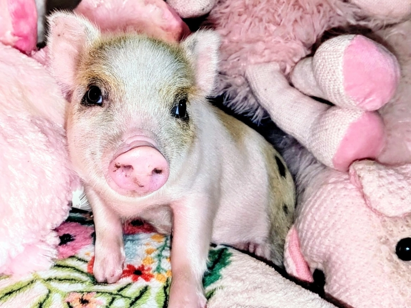 Teacup, Mini Pig For Sale – Peewee Piglet