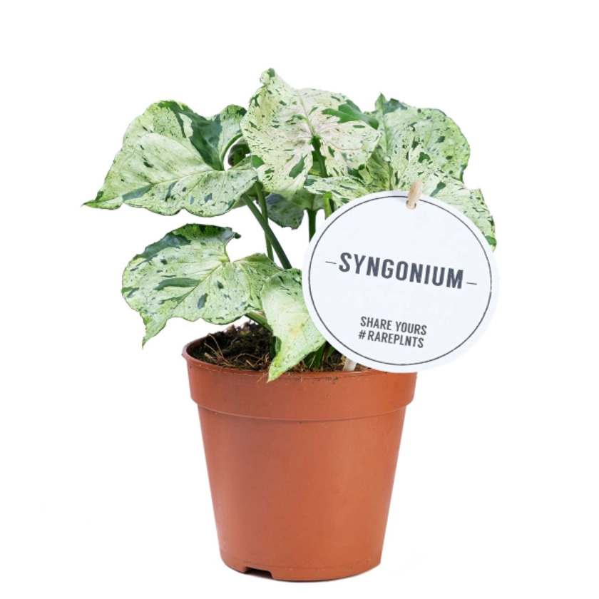 Syngonium Green Splash | PLANTIQUE