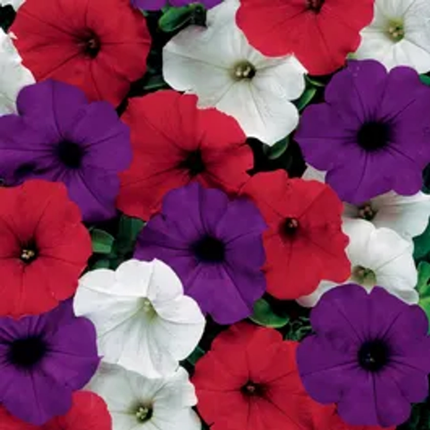 Easy Wave® The Flag Mix Petunia Seeds | Park Seed