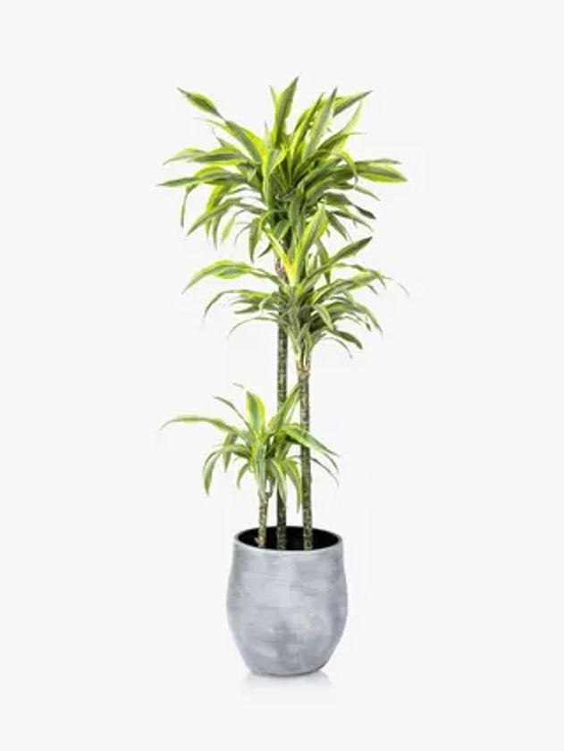 The Little Botanical Extra Large Lemon Dracaena Ceramic Pot Plant