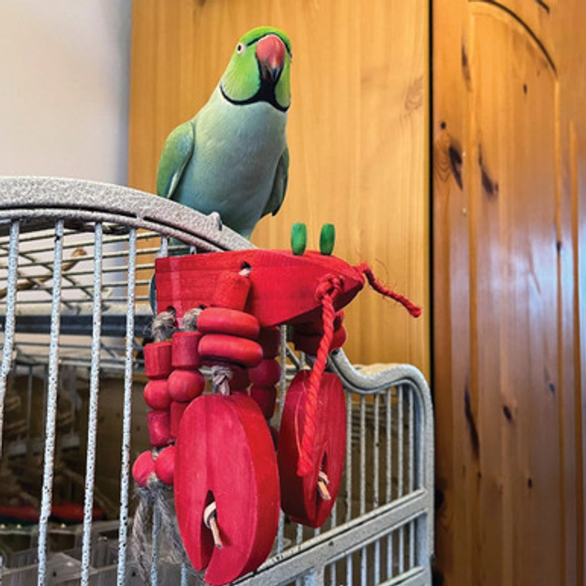 Jimmy the Lobster Play Perch Parrot Toy