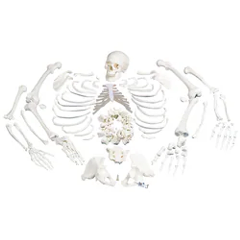 3B Scientific&amp;trade;&amp;nbsp;Disarticulated Human Skeleton - includes 3B Smart Anatomy
