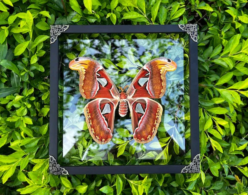 Boîte d&#39;ombre de mite de l&#39;atlas encadrée réelle papillon séché insecte taxidermie taxadermie entomologie tenture murale art bizarreries décoration