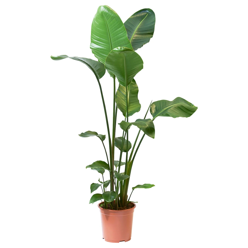 STRELITZIA plante en pot, ., 27 cm - IKEA