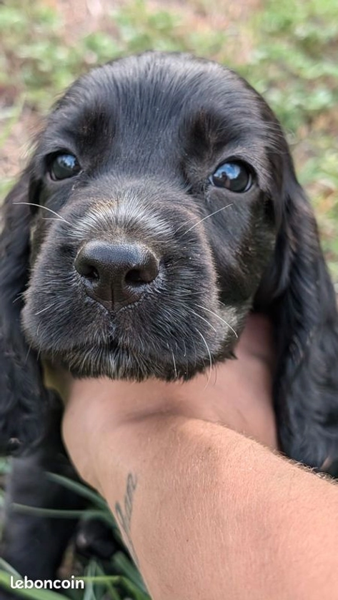 Chiot cocker anglais