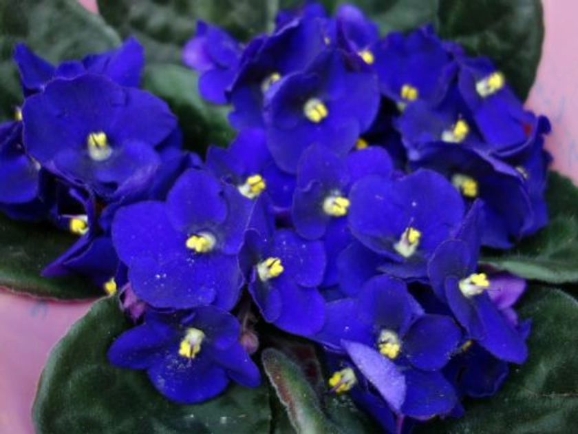 Violette du Cap, Saintpaulia ionantha