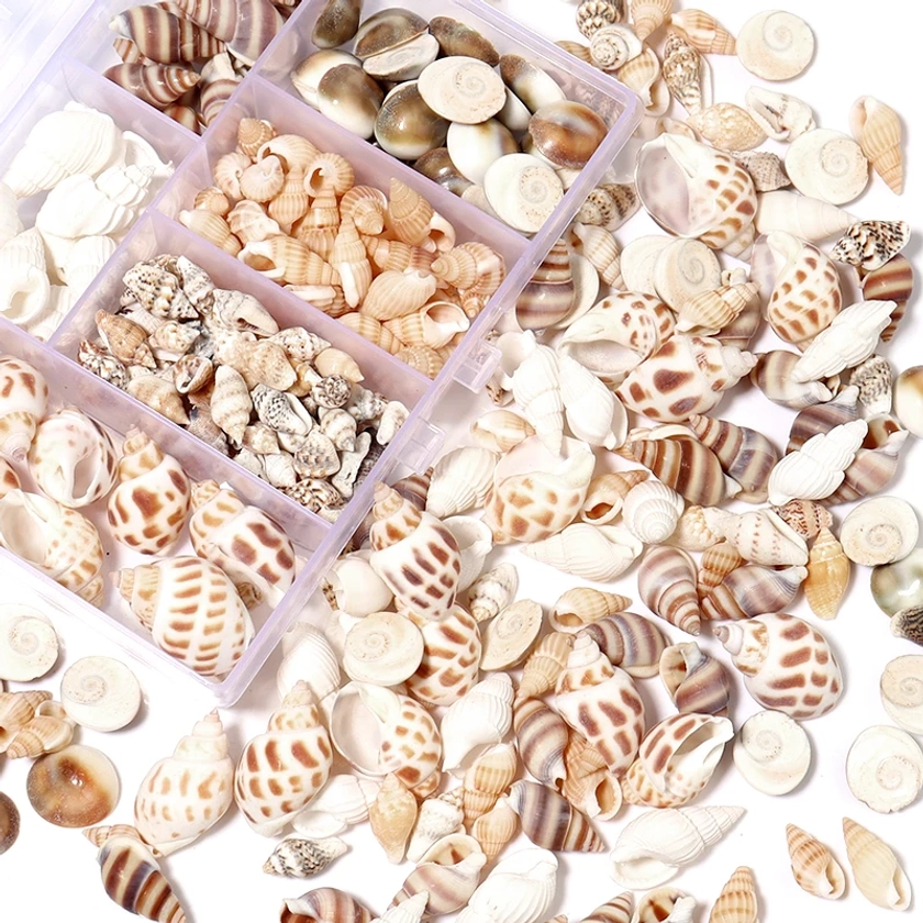 1 scatola stili multipli naturale senza foro piccola ciprea conchiglia perline Kit lumaca di mare per gioielli fai da te decorazione puntelli accessori Set