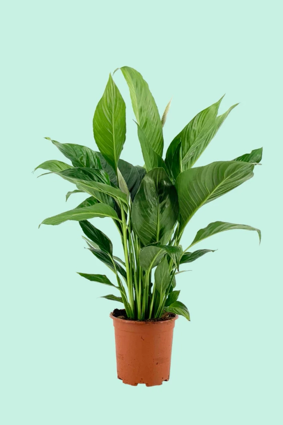 Spathiphyllum hybride (Fleur de Lune)