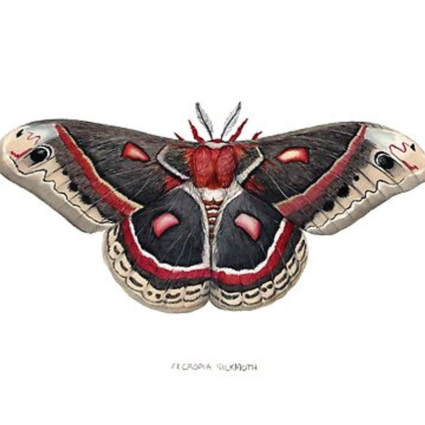 Cecropia Silkmoth | Sticker