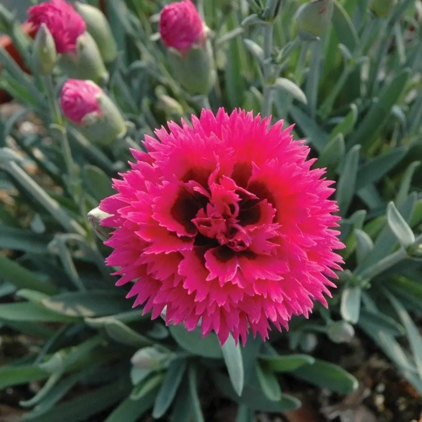 Dianthus STAR DOUBLE&trade; 'Starlette'