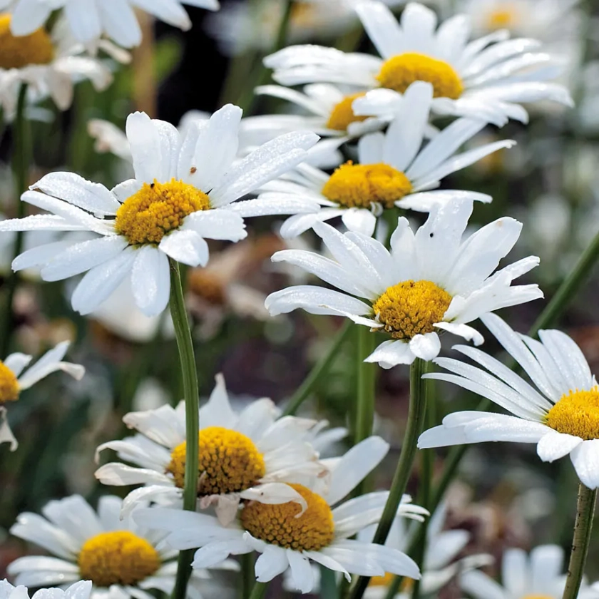 'White Breeze' Shasta Daisy Seeds