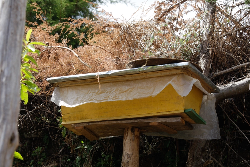 Gifts that grow | Modern beehive | Tree Aid