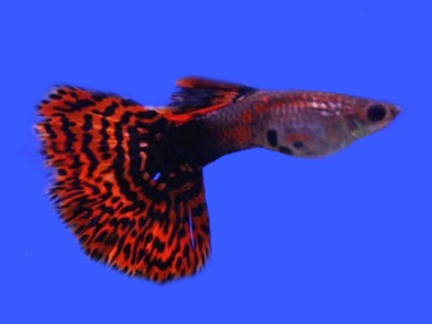 Blood Red Mosaic Tail Fancy Guppy Male – Diapteron Shop