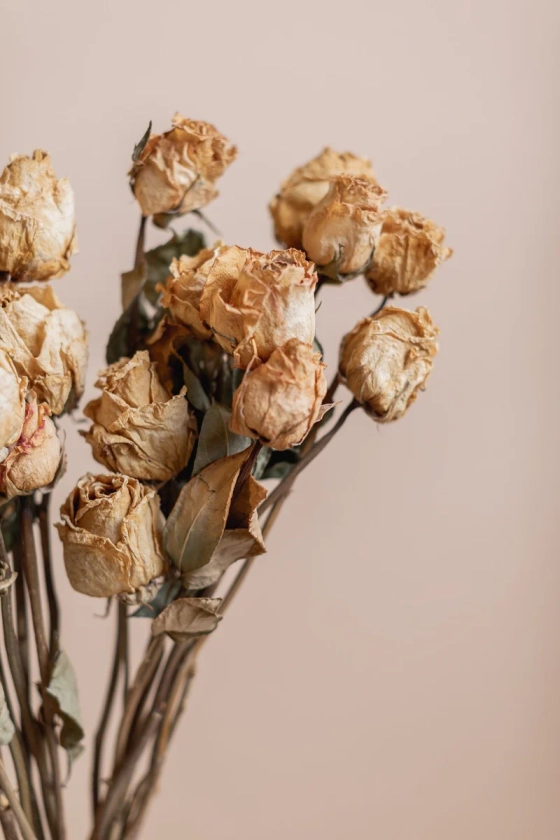 Dried Roses - Natural Pastel Yellow