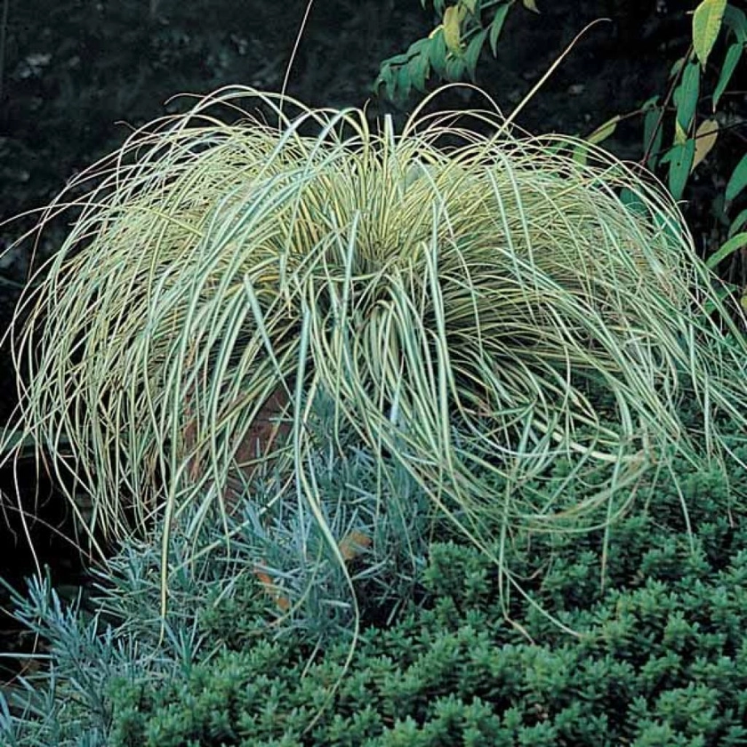 Carex oshimensis Evergold