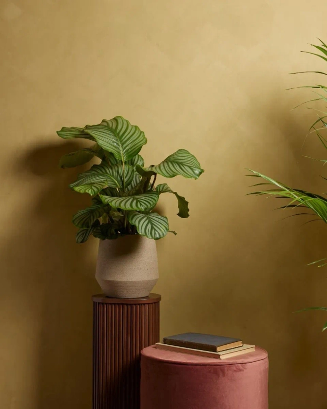 Acheter Calathea Orbifolia (Plante paon) en ligne