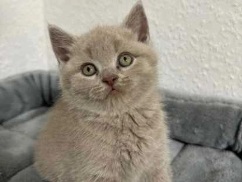 Chaton British shorthair : Petite Annonce chat