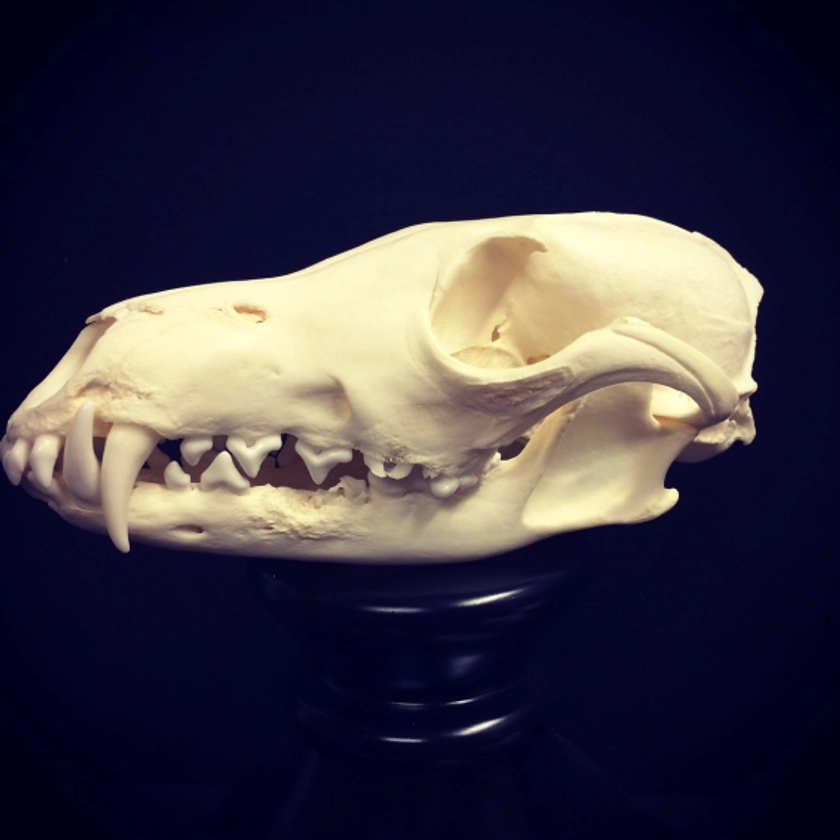 Crâne de Renard - Vulpes vulpes