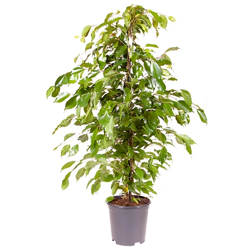 House Plant, Weeping Fig, Ficus benjamanica Exotica, 21cm Pot 90cm Tall, Large Bush | DIY at B&Q
