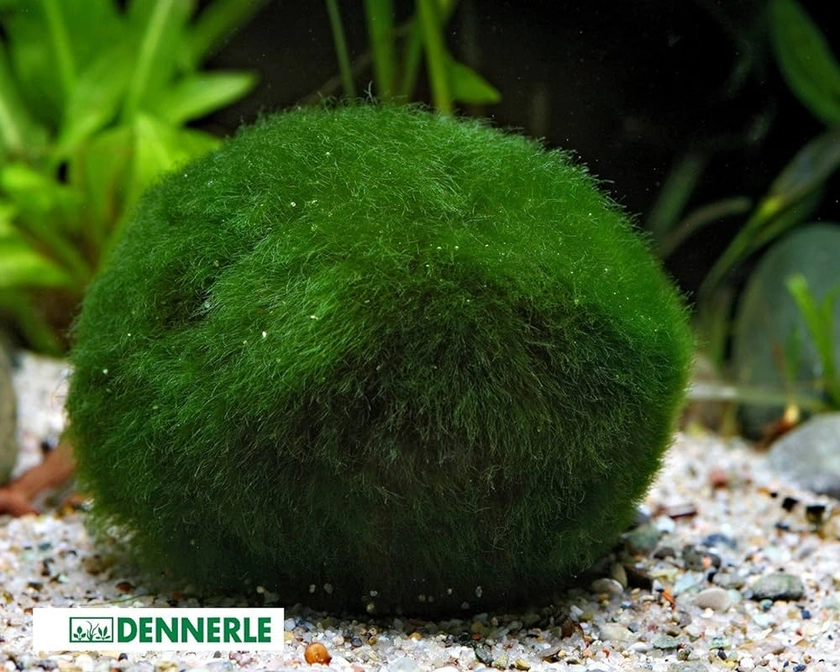 Marimo Moss Ball Giant Aquarium Plant Chladophora Sp 5-7 cm : Amazon.co.uk: Pet Supplies