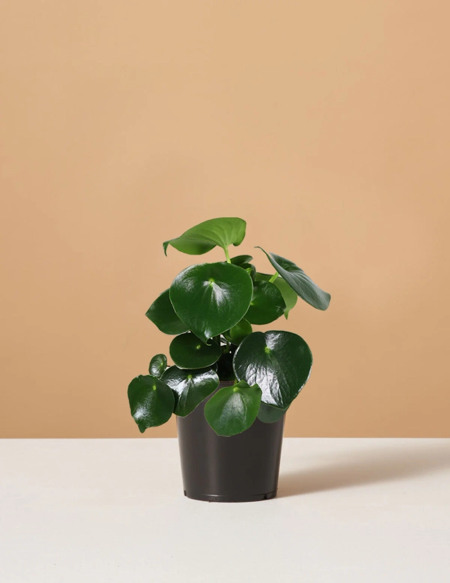 Peperomia Raindrop | Low Light Plants & Houseplants Delivery | The Sill