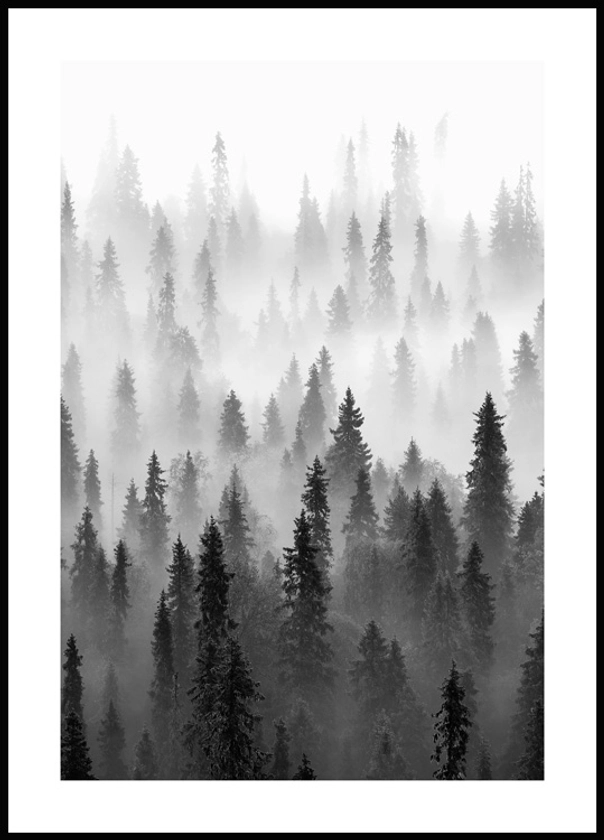 Brouillard sur la Forêt Poster