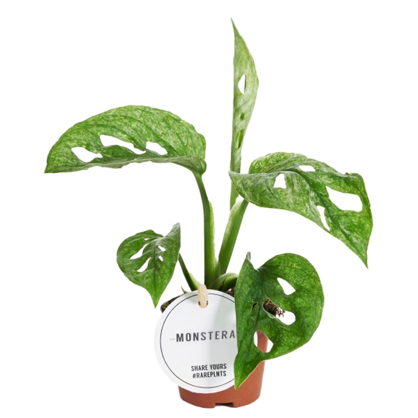 Monstera Adansonii Mint Babyplant | PLANTIQUE