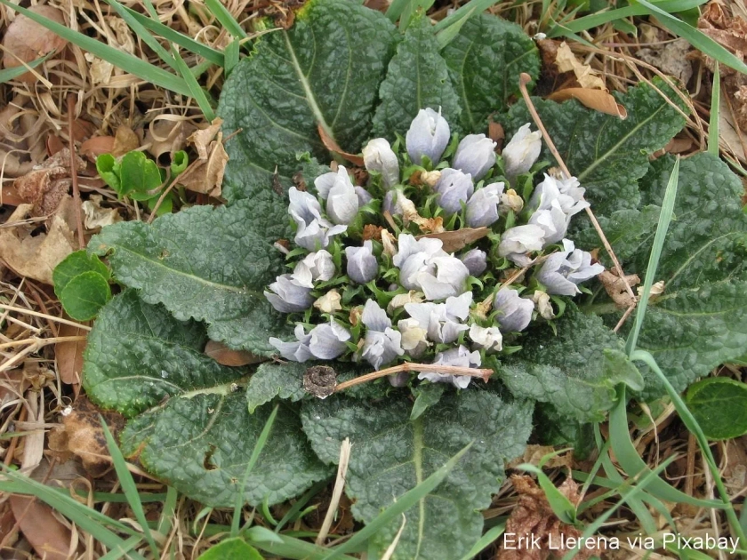 Mandragora officinarum - Mandragore - Les Jardins du Gué