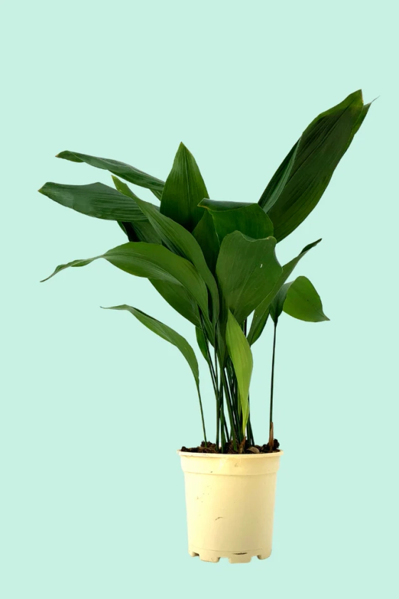 Aspidistra elatior (Langue de belle-mère)