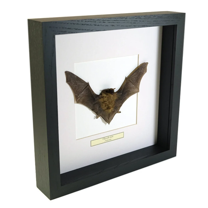 Choose Your Frame Mounted Bat: Pipistrellus Kuhlii - Etsy Australia