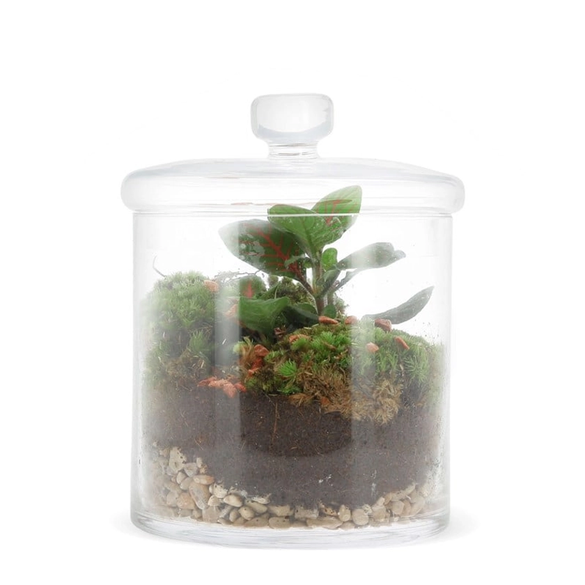 Terrarium bonbonnière Fittonia