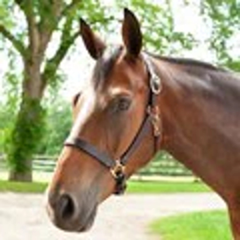 Plymouth® Leather Halter by SmartPak