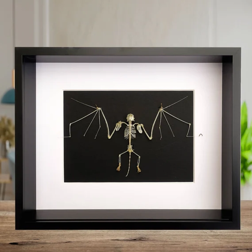 Real skeleton bat, small skeleton, bat skeleton bat from Indonesia, taxidermy bat, open wings, frame 10" x 8"