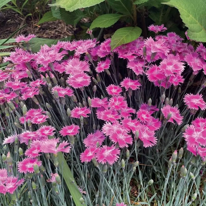 EverBloom&trade; Watermelon Ice - Pink Dianthus