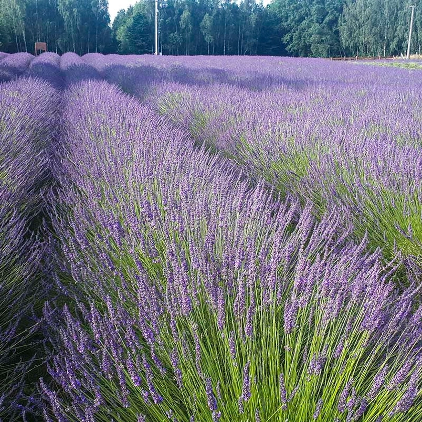 Phenomenal Lavender, Lavandula intermedia | High Country Gardens