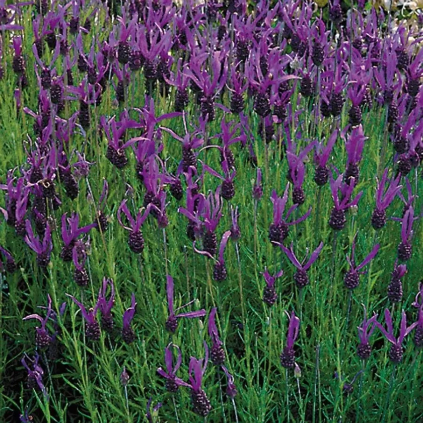 French Long Lavender Seeds
