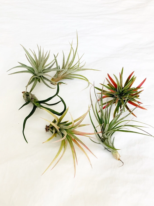 Variety Pack 6 Air Plant Premium Mix Live Ionantha Assorted Variety Tillandsia Easy Care Desk Houseplant Gift Terrarium Living Plant Display