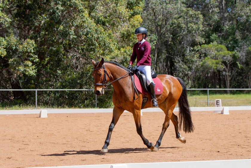 Young WB with looks, movement & bloodlines - Cavalletti Equine Marketplace