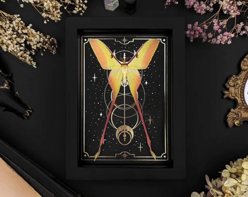 Papillon luna rose sur or, impression de lune et d&#39;étoiles de tarots, Actias dubernardi dans un cadre Shadow Box, décor gothique bizarreries