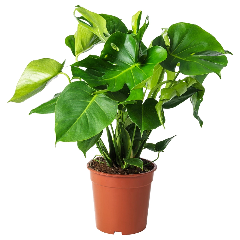 MONSTERA Plante en pot - Monstera deliciosa « faux philo » 21 cm